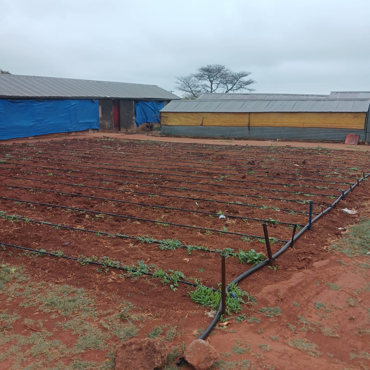 Maila Creche Garden Produce